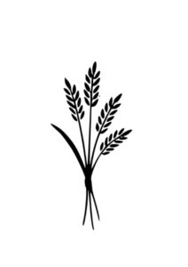 STELO GRANO